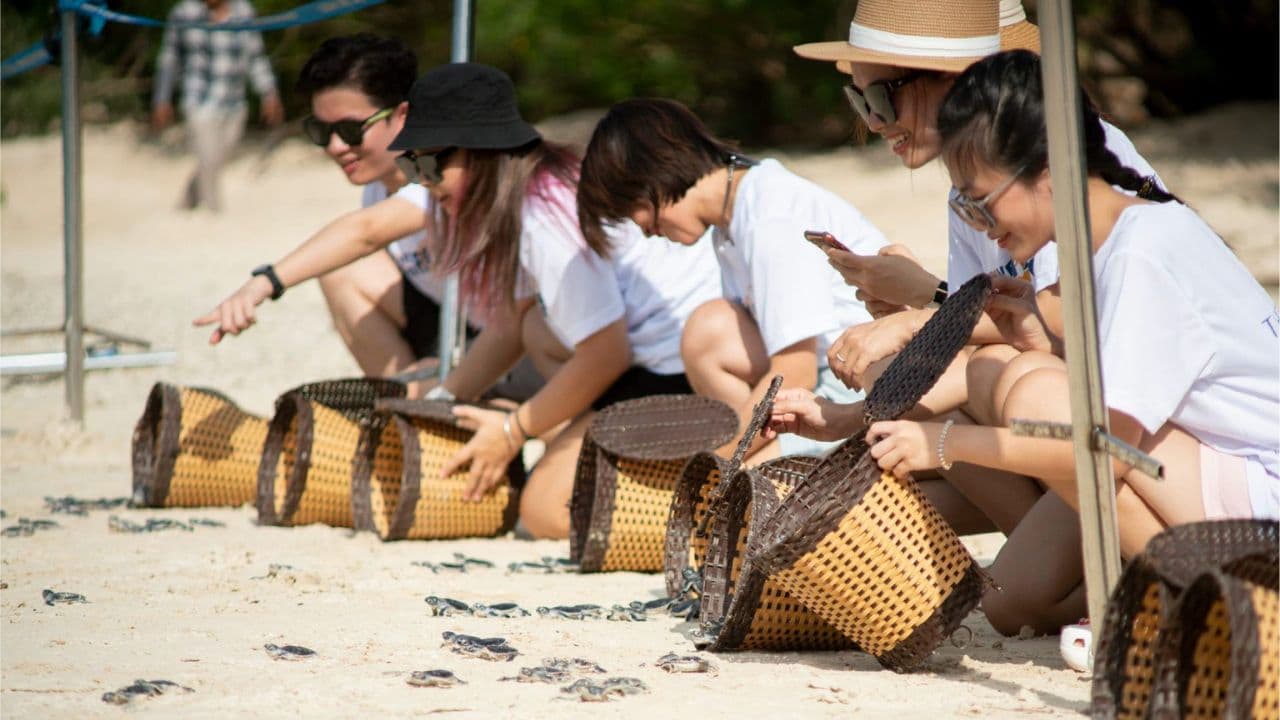 Tour thả rùa về biển ở Hòn Bảy Cạnh Côn Đảo