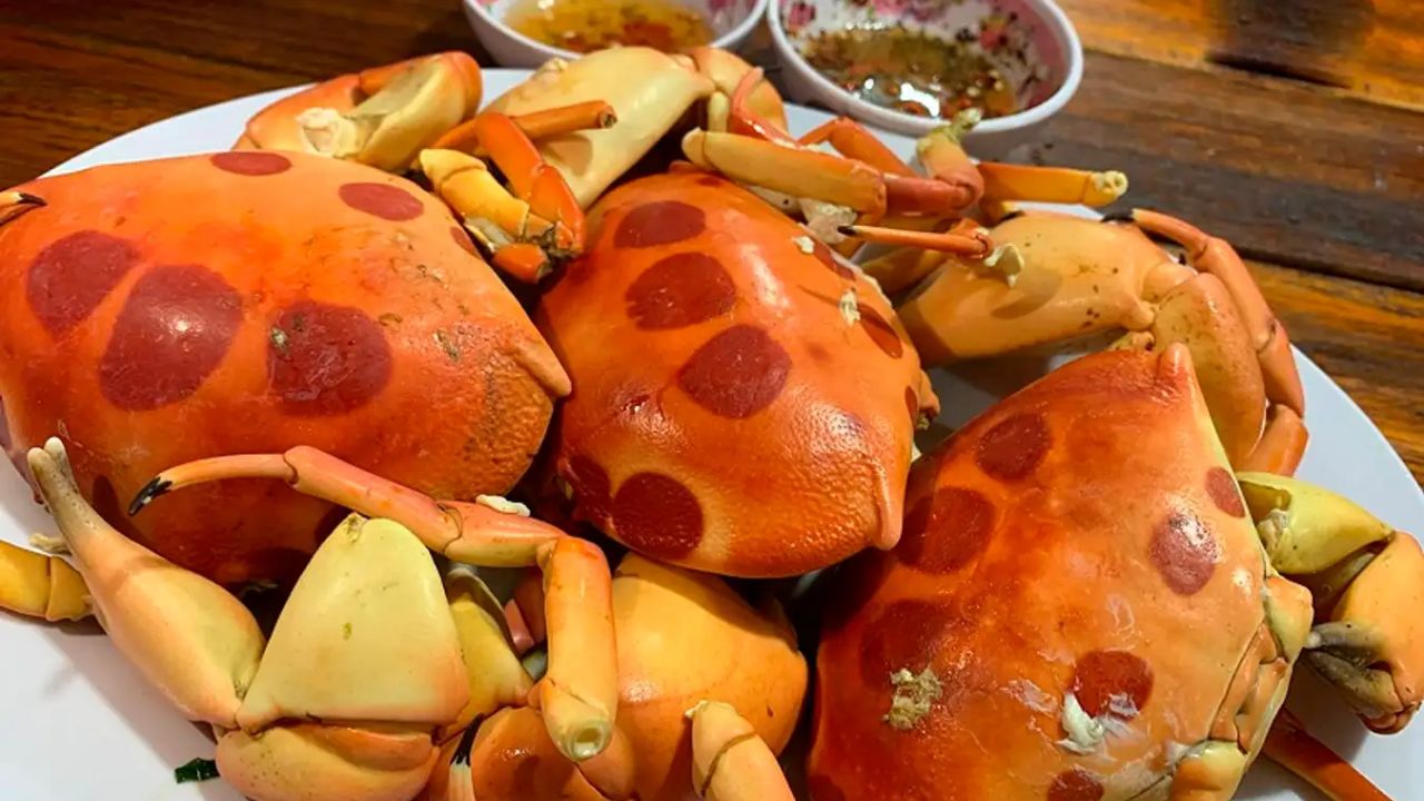 Thưởng thức cua mặt trăng Côn Đảo (Ảnh: Sưu tầm)