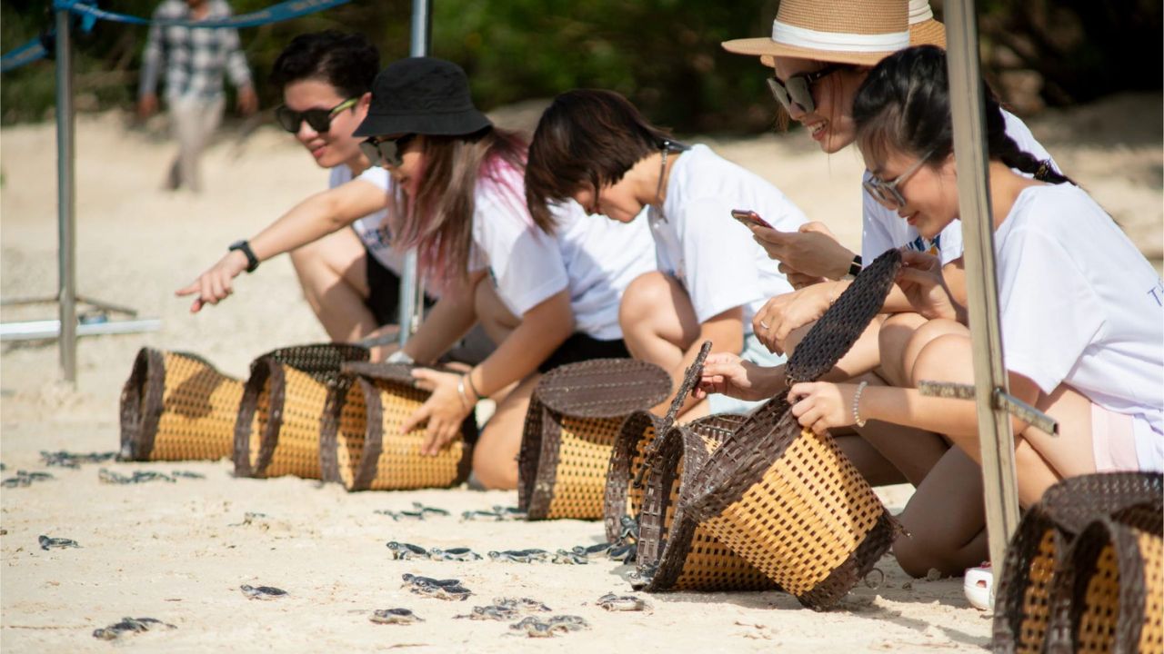Tour thả rùa về biển ở Hòn Bảy Cạnh Côn Đảo